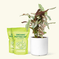 Medium Calathea 'White Star' (Calathea majestica) in a white cylinder pot and two bags of soil.