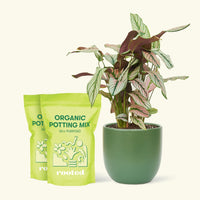 Medium Calathea 'White Star' (Calathea majestica) in a green rounded pot and two bags of soil.