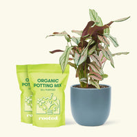 Medium Calathea 'White Star' (Calathea majestica) in a indigo rounded pot and two bags of soil.