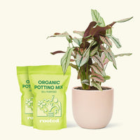 Medium Calathea 'White Star' (Calathea majestica) in a pink rounded pot and two bags of soil.