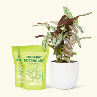 Medium Calathea 'White Star' (Calathea majestica) in a white rounded pot and two bags of soil.