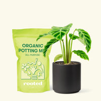 Small Zebra Calathea (Calathea zebrina) in a black cylinder pot and a bag of soil.