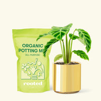 Small Zebra Calathea (Calathea zebrina) in a gold cylinder pot and a bag of soil.
