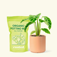 Small Zebra Calathea (Calathea zebrina) in a peach cylinder pot and a bag of soil.