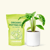 Small Zebra Calathea (Calathea zebrina) in a white cylinder pot and a bag of soil.