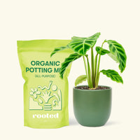 Small Zebra Calathea (Calathea zebrina) in a green rounded pot and a bag of soil.