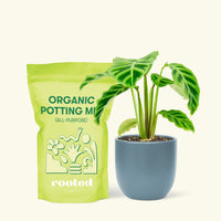 Small Zebra Calathea (Calathea zebrina) in a indigo rounded pot and a bag of soil.