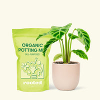 Small Zebra Calathea (Calathea zebrina) in a pink rounded pot and a bag of soil.