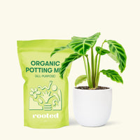 Small Zebra Calathea (Calathea zebrina) in a white rounded pot and a bag of soil.