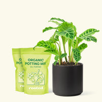 Medium Zebra Calathea (Calathea zebrina) in a black cylinder pot and two bag of soil.