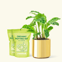 Medium Zebra Calathea (Calathea zebrina) in a gold cylinder pot and two bag of soil.