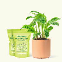 Medium Zebra Calathea (Calathea zebrina) in a peach cylinder pot and two bag of soil.
