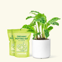 Medium Zebra Calathea (Calathea zebrina) in a white cylinder pot and two bag of soil.