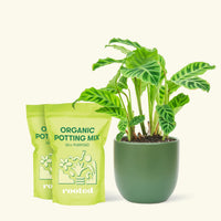 Medium Zebra Calathea (Calathea zebrina) in a green rounded pot and two bag of soil.