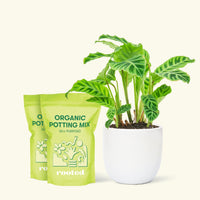 Medium Zebra Calathea (Calathea zebrina) in a white rounded pot and two bag of soil.