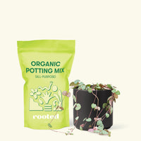 Small String of Hearts (Ceropegia woodii) in a black cylinder pot and a bag of soil.