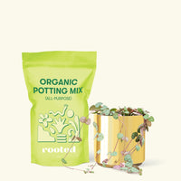 Small String of Hearts (Ceropegia woodii) in a gold cylinder pot and a bag of soil.