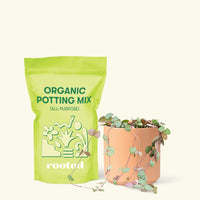 Small String of Hearts (Ceropegia woodii) in a peach cylinder pot and a bag of soil.