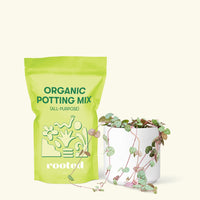 Small String of Hearts (Ceropegia woodii) in a white cylinder pot and a bag of soil.