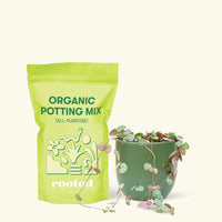 Small String of Hearts (Ceropegia woodii) in a green rounded pot and a bag of soil.