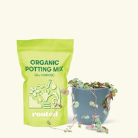 ASmall String of Hearts (Ceropegia woodii) in a indigo rounded pot and a bag of soil.