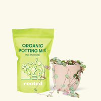 Small String of Hearts (Ceropegia woodii) in a pink rounded pot and a bag of soil.