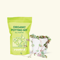 Small String of Hearts (Ceropegia woodii) in a white rounded pot and a bag of soil.