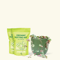 Medium String of Hearts (Ceropegia woodii) in a green rounded pot and two bag of soil.