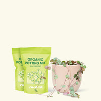 Medium String of Hearts (Ceropegia woodii) in a pink rounded pot and two bag of soil.