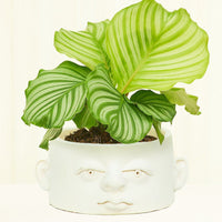 Chaparra Ceramic Face Planter Planter Headplanter
