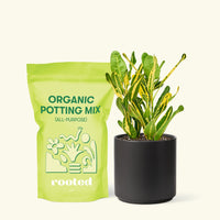 Small Croton 'Banana' in a black cylinder pot and a bag of soil.