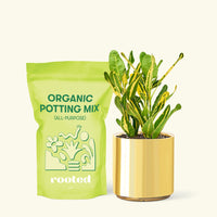 Small Croton 'Banana' in a gold cylinder pot and a bag of soil.