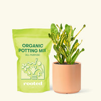 Small Croton 'Banana' in a peach cylinder pot and a bag of soil.
