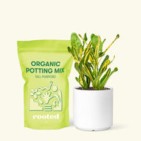 Small Croton 'Banana' in a white cylinder pot and a bag of soil.