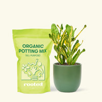 Small Croton 'Banana' in a green round pot and a bag of soil.