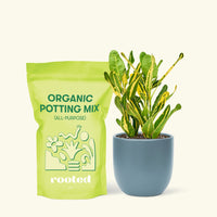 Small Croton 'Banana' in a indigo round pot and a bag of soil.