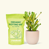 Small Croton 'Banana' in a pink round pot and a bag of soil.
