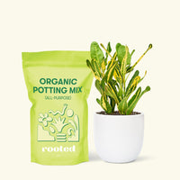 Small Croton 'Banana' in a white round pot and a bag of soil.
