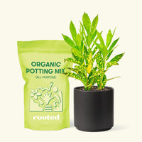 Small Gold Dust Croton (Codiaeum variegatum) in a black cylinder pot and a bag of soil.