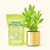 Small Gold Dust Croton (Codiaeum variegatum) in a gold cylinder pot and a bag of soil.