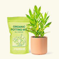 Small Gold Dust Croton (Codiaeum variegatum) in a peach cylinder pot and a bag of soil.
