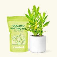 Small Gold Dust Croton (Codiaeum variegatum) in a white cylinder pot and a bag of soil.
