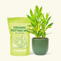 Small Gold Dust Croton (Codiaeum variegatum) in a green rounded pot and a bag of soil.