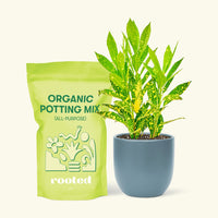 Small Gold Dust Croton (Codiaeum variegatum) in a indigo rounded pot and a bag of soil.