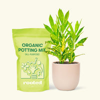Small Gold Dust Croton (Codiaeum variegatum) in a pink rounded pot and a bag of soil.