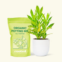 Small Gold Dust Croton (Codiaeum variegatum) in a white rounded pot and a bag of soil.