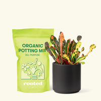 Small Variegated Croton (Codiaeum variegatum) in a black cylinder pot and a bag of soil.