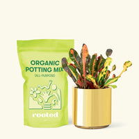 Small Variegated Croton (Codiaeum variegatum) in a gold cylinder pot and a bag of soil.