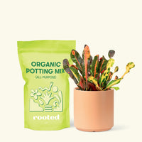 Small Variegated Croton (Codiaeum variegatum) in a peach cylinder pot and a bag of soil.