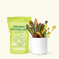 Small Variegated Croton (Codiaeum variegatum) in a white cylinder pot and a bag of soil.